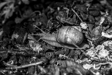 Close up snail passing by in the forest