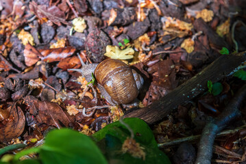 Close up snail passing by in the forest