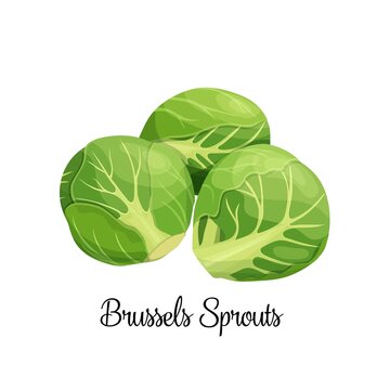 Brussels sprouts vector