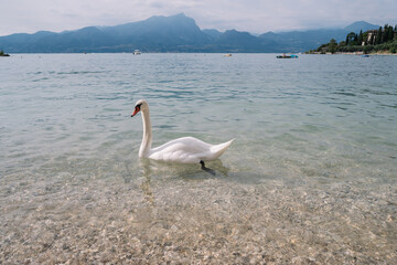 Swan swims near the shore of Lake Garda against the backdrop of the mountains in Italy.