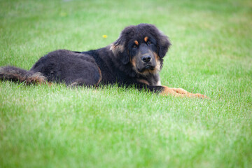 Fototapeta premium Horizontal photo of junior Tibetan mastiff lying on a green grassed meadow
