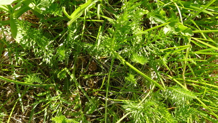 top view young green grass