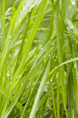 Fototapeta na wymiar fresh wet grass