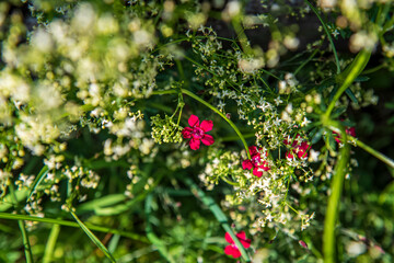 Alpine maiden pink flower in Glarus, Switzerland