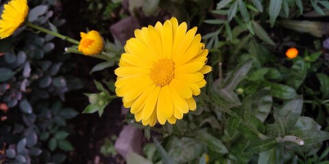 yellow morning sun flower