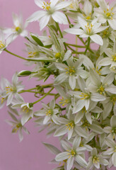 spring blooming flowers on the background