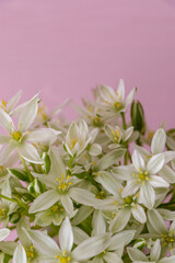 spring white blooming flowers on the background