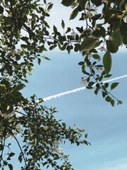 green leaves and sky