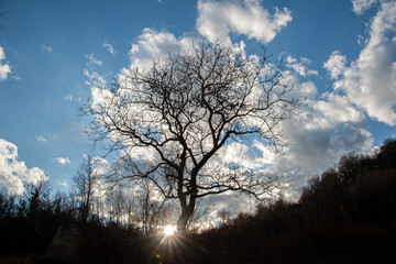 Le radici non tramontano