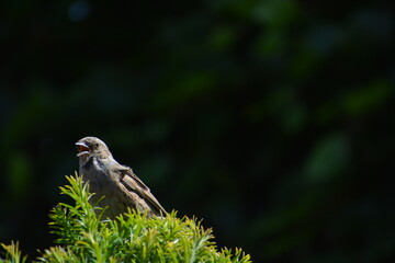 Bird