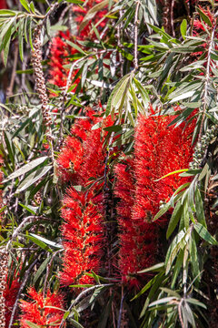 Zylinderputzer, Callistemon