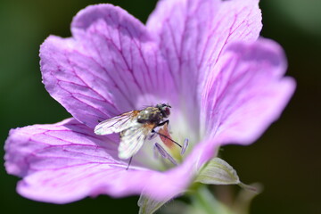 Fly