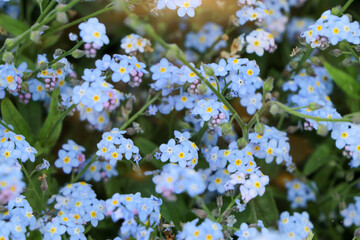 blue flowers 