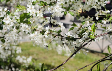Beautiful spring crab apple tree blossoms against a blurred peaceful