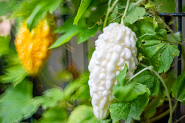 白いゴーヤの実/家庭菜園