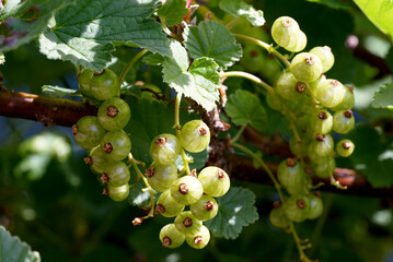 unripe currant fruit on the branches of a bush