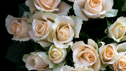 Details and vibrance colours of white roses blooming with dew, view from the top, macro of flower petals can use for background.
