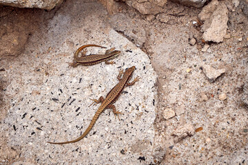 Two Common Wall Lizard sunbathing (Podarcis muralis)