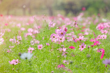The view of the cosmos flower field in winter