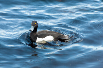 Aythya fuligula, single male on water,