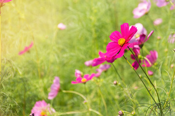 Fototapeta premium Cosmos flowers bloom in winter.