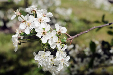 Obraz premium Beautiful spring crab apple tree blossoms against a blurred peaceful