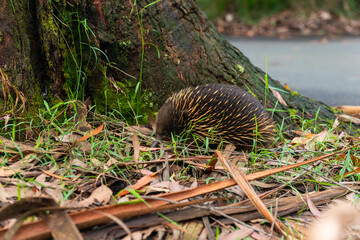 Australian echidna in a wild with the beautiful summer sunset