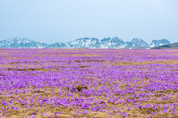 Blooming crocuses field on a mountain meadow in spring, Rila Mountain, Bulgaria.