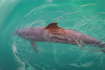 Dolphin in the water. 