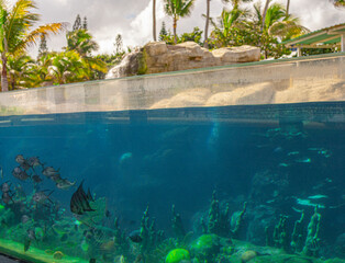 Obraz premium Beautiful fish in a large aquarium. Oceanarium on Dominican Republic