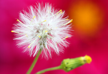 dandelion on a pink background