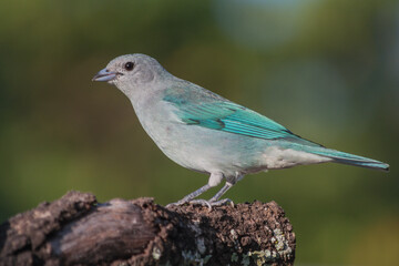 Sayaca Tanager (Tangara sayaca) portrait