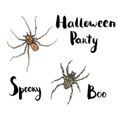 hand drawn watercolor halloween set with spider and handwritten words halloween party spooky boo on white background