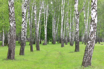 Fototapeta premium Beautiful birch trees with white birch bark in birch grove with green birch leaves in summer