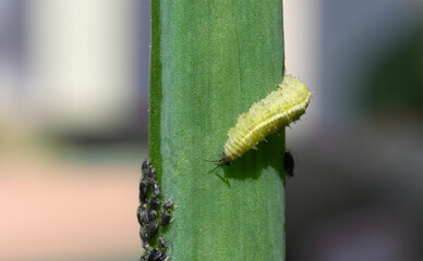 Raupe - Lunch