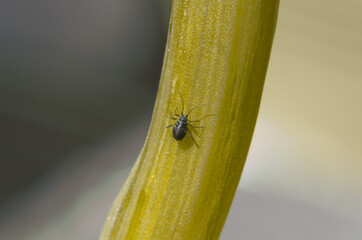 Schwarze Blattlaus