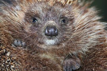 hedgehog spines snout nose