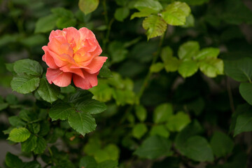 Orange flower rose, close-up. Background