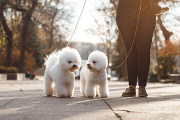 Two small white puppy Bichon Frize on the street