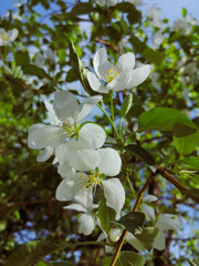 apple tree flowers