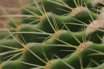 Close up of thorn, Cactus in the garden