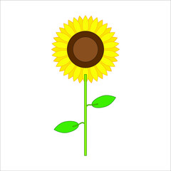 sunflower flower vector. illustration for web and mobile design.