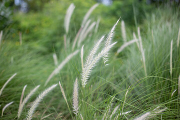 Meadow clump of white grass in the garden soft focus