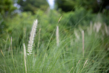 Meadow clump of white grass in the garden soft focus