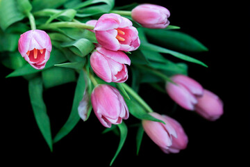 Detail and vibrance colors of  Pink Petal Tulip or Tulip Yellow Pistil view from top.