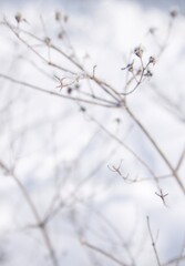 snow covered branches