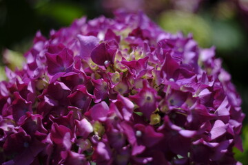 Fototapeta premium hydrangea flower