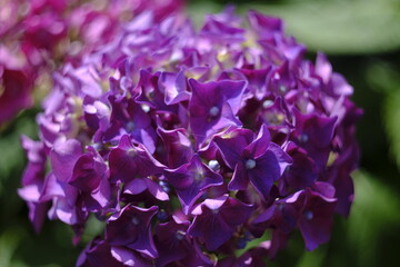 Fototapeta premium hydrangea flower