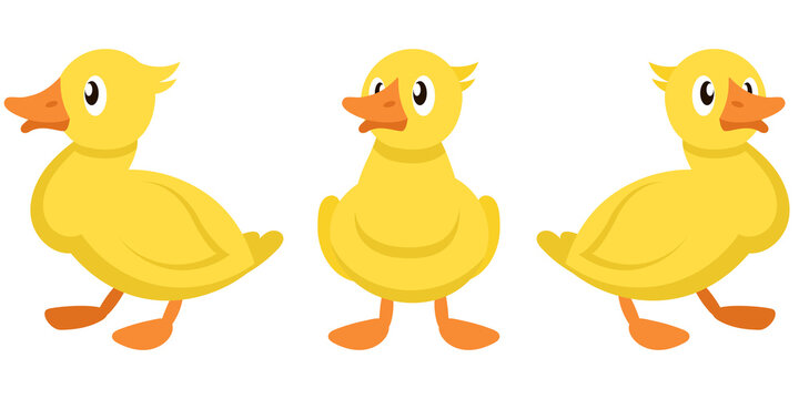 Duckling in different poses. Farm bird in cartoon style.