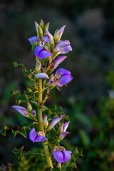 Acanthus Ilicifolius flowers. Selective focus. Shallow depth of field. Background blur.